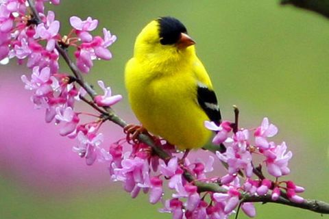 SPRING