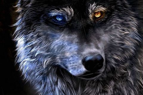 Eyes of the Wolf 