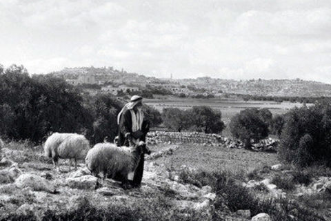 THE SHEPARD AND HIS SHEEP AND DOG