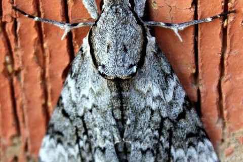 The horrible hairy moth 🪰