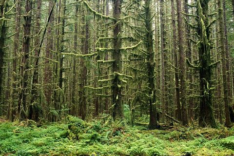  OLD GROWTH OVERDRIVE
