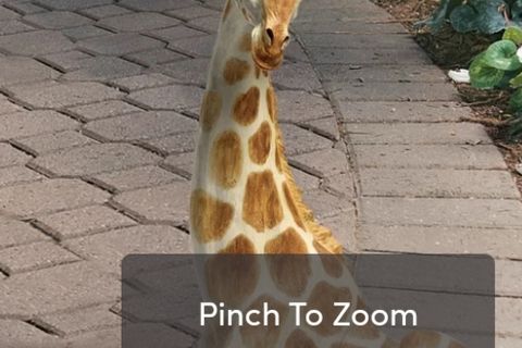 Tears of a giraffe