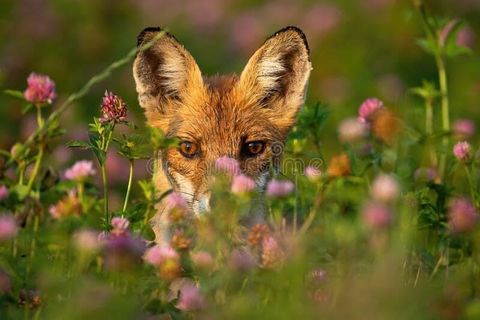 The Fox in my hollyhocks 💕