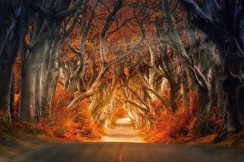 Enchanting Trees