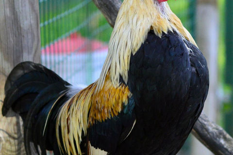 “Cock-a-doodle-do!!!” 🌞