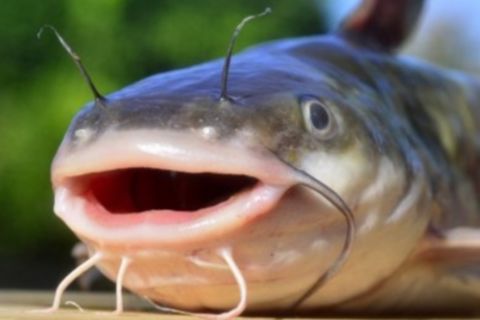 Catfish