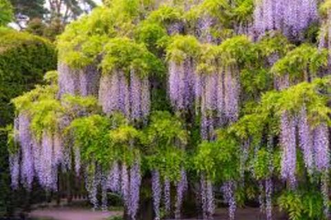 Yon weeping Wisteria 🥲