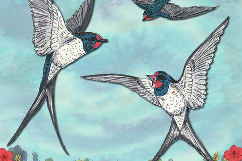 Those Swallows of the Summertime 💕