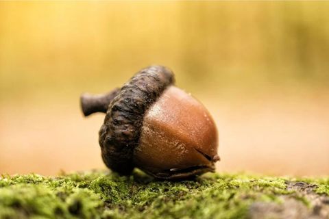 Seed