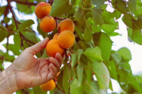 BITTER FRUIT