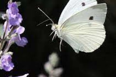 White Butterfly