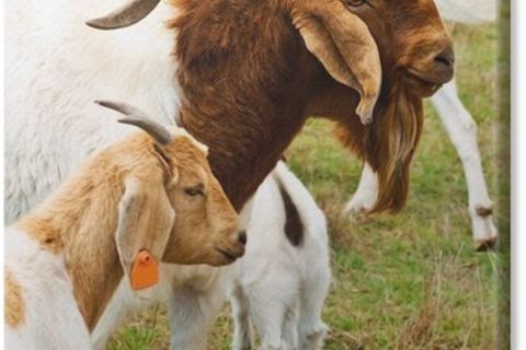 Billy goat gruff ❤️