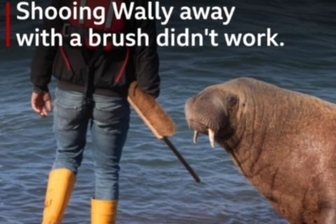 Walruses Lives Matter