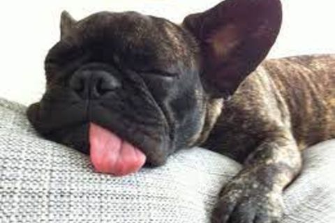 So Dog Gone Tired Today... May 20th, 2021