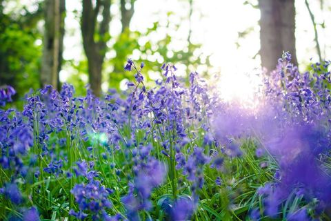 Bluebells and Birdsong