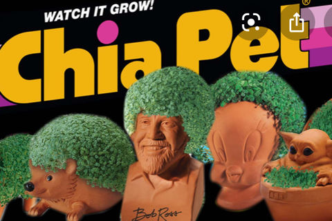 Cha Cha Cha Complacency Pet 