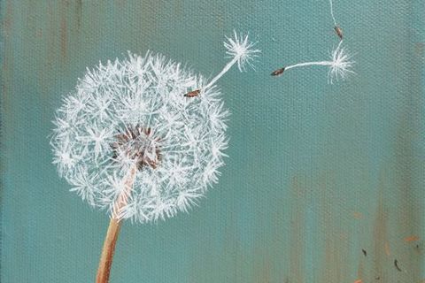 Dandelion Seeds