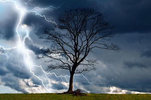 A Birch In A Storm