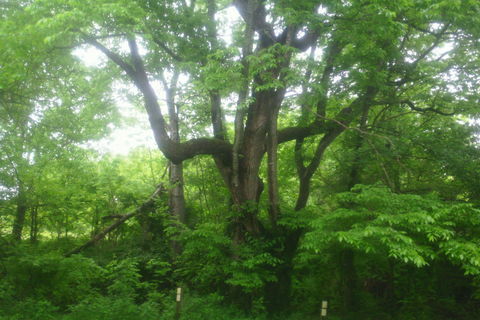 Twisted Forever Together