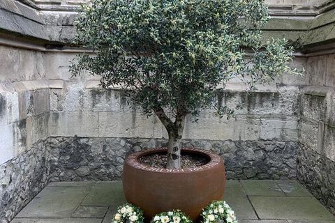 THE OLIVE TREE IN THE  CATHEDRAL 