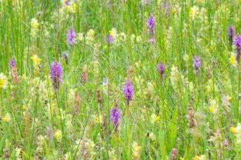 Common spotted orchid