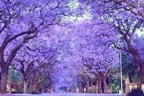 Lilac trees 💕