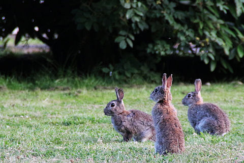 Run Rabbits Run 🐰🐰🐰