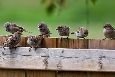 Seven stealthy Sparrows 💕