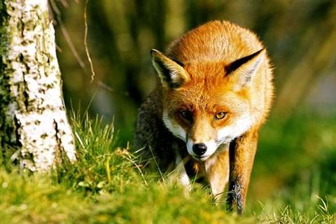 My woodland wanders 🦊
