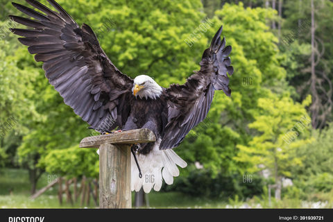 WINGS WITHOUT STRENGTH 