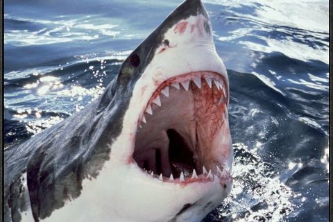 THE DEADLY BITE OF A SHARK 