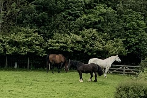 Our equine love triangle situation 🐎