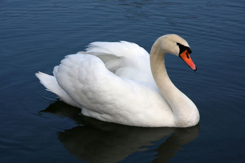 THE DYING SWAN 