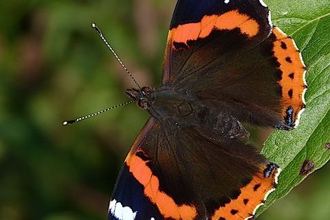 The Red Admiral 💕