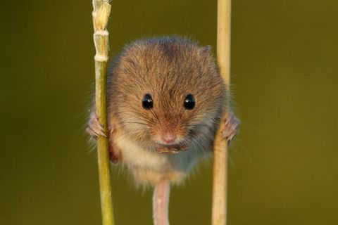 Little harvest Mouse 🐭