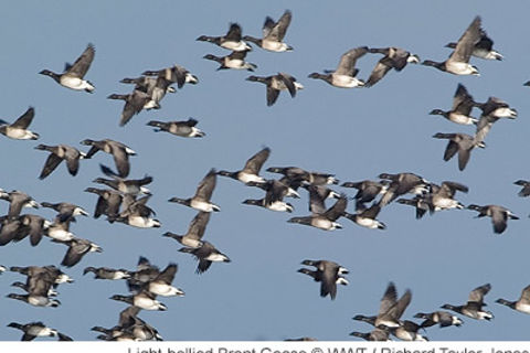 Brent geese