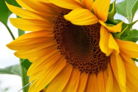 the SUN flower