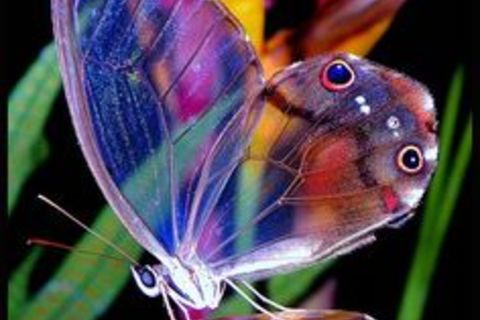 My sheer delight 🦋