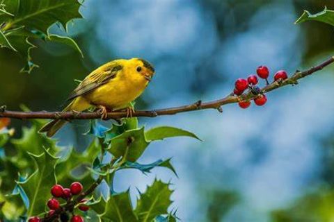 THE BIRD
