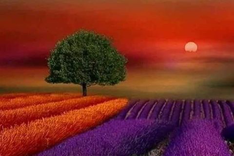 a summer thought