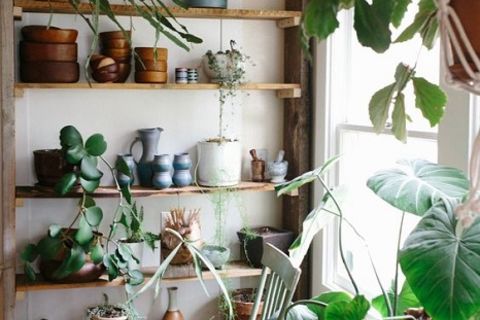 INDOOR PLANTS
