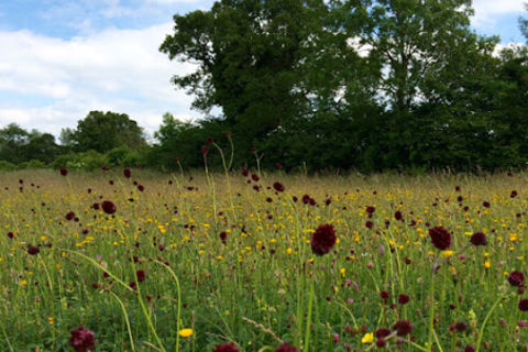 Down in the meadows 💕