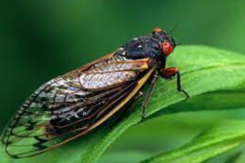 To free a cicada (trapped inside our bedroom)...