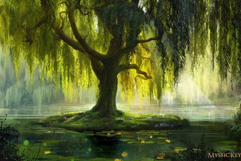 ~ WEEPING WILLOW ~