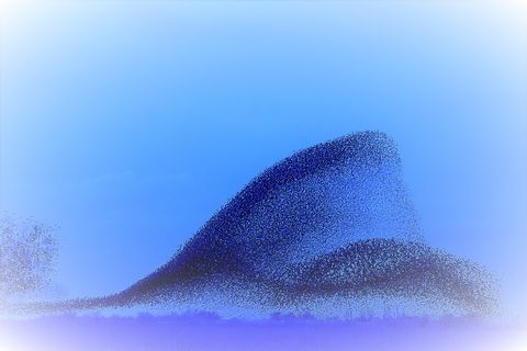 Abattoir Gulls