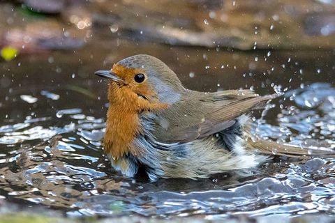 The humble red Robin ❤️