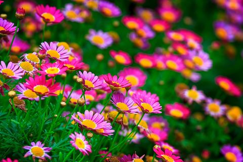 NATURE