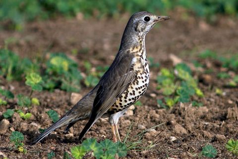 Mr. Mistle thrush