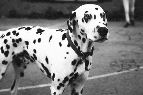 My Spotty Dog