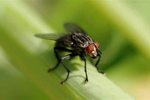 The Fly